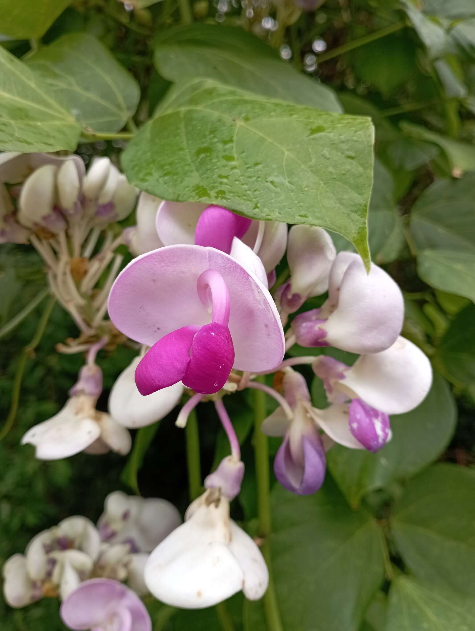 Image of <i>Ramirezella penduliflora</i>