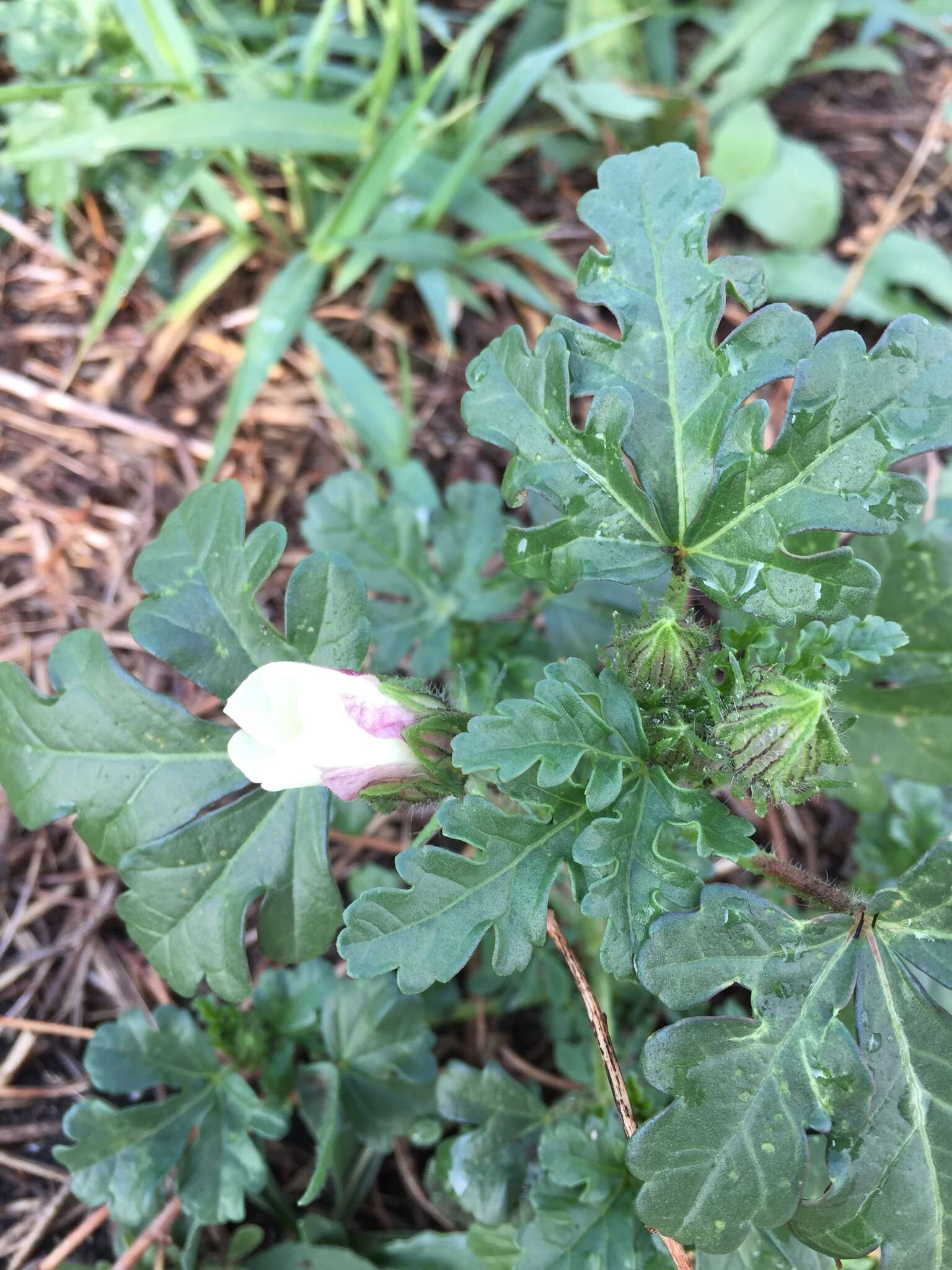 Image of Hibiscus trionum L.