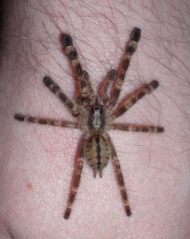 Image of Ivory Ornamental Tarantula