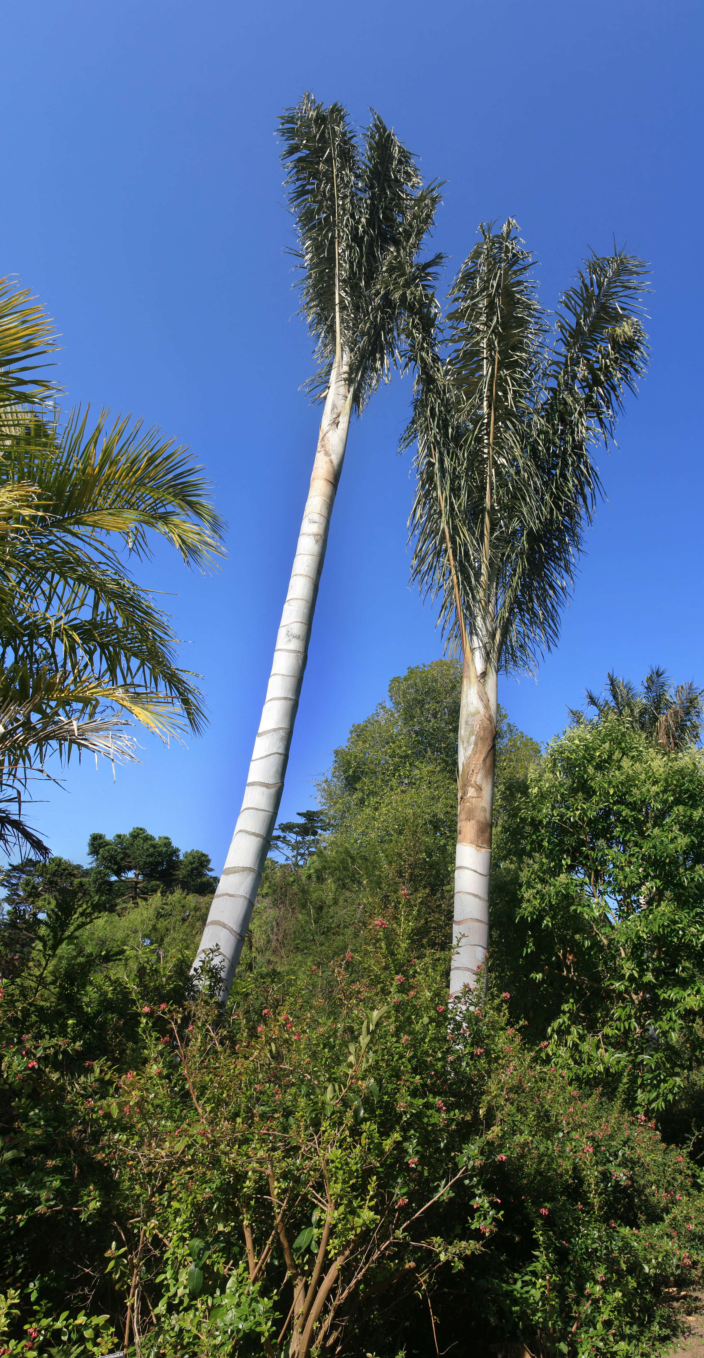 Image of Wax palm