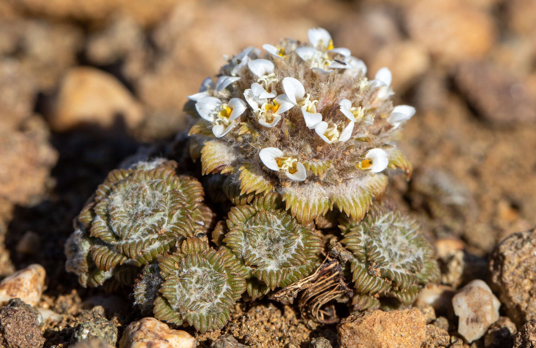 Image of Nassauvia lagascae var. globosa Skottsb.