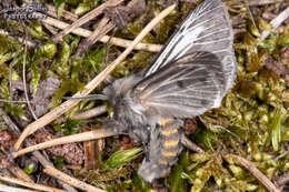 Image of Spilosoma dubia Walker 1855