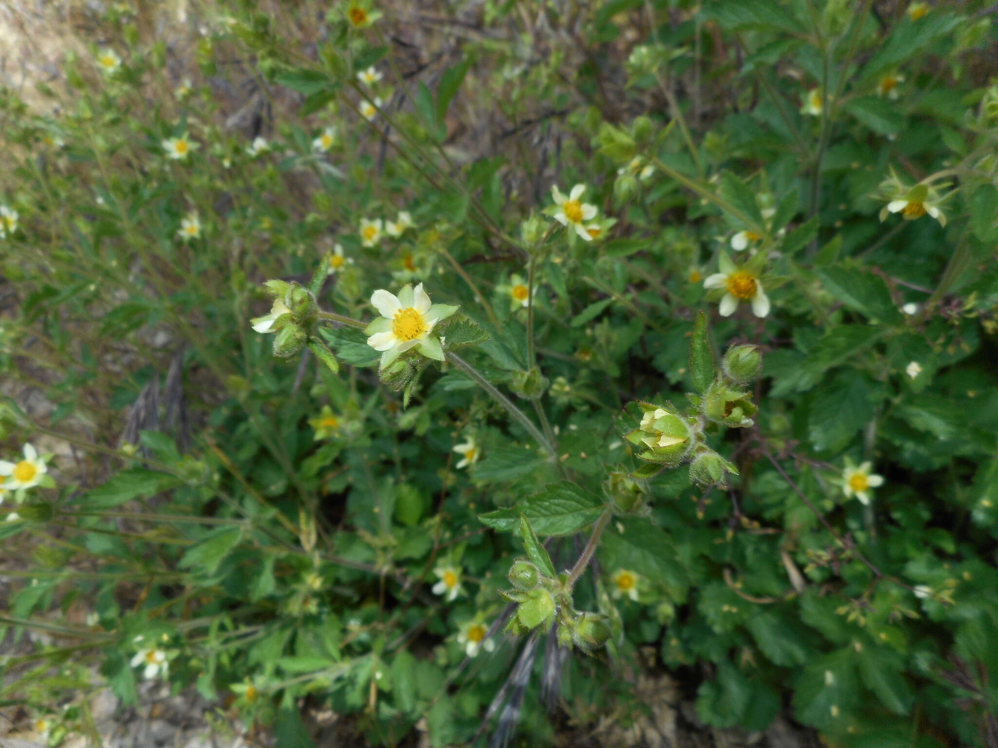 Image of Sticky Woodbeauty