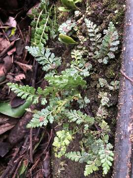 Sivun Asplenium sarelii subsp. pekinense (Hance) Fraser-Jenk., Pangtey & Khullar kuva