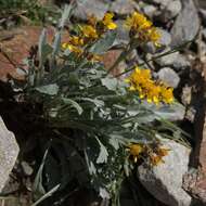 Image of Jacobaea carniolica (Willd.) Schrank