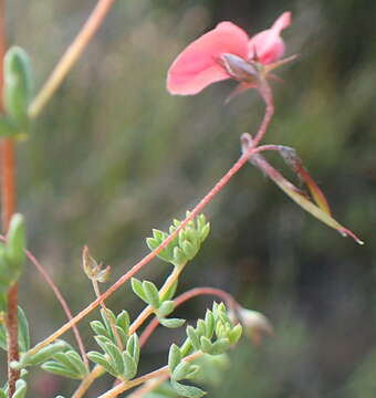 Image of Indigofera dillwynioides Harv.