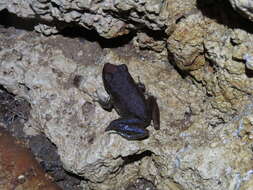 Image of Pristimantis zeuctotylus (Lynch & Hoogmoed 1977)