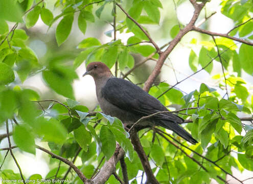 Image of Eastern Bronze-naped Pigeon