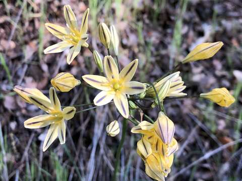 Image of Henderson's triteleia