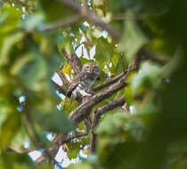 Image of Forest Owlet