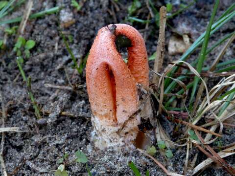 Image of Clathrus columnatus Bosc 1811