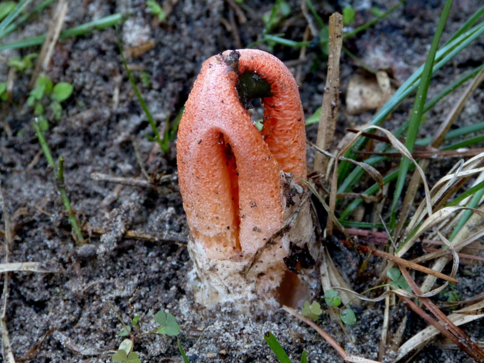 Imagem de Clathrus columnatus Bosc 1811