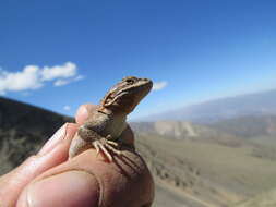 Image of Ruibal's Tree Iguana