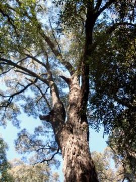 Image of gray ironbark