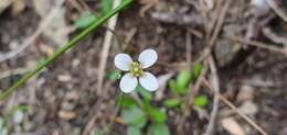 Image of Cardamine dactyloides