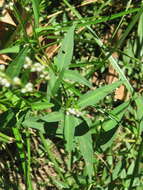 Image of Dotted Smartweed