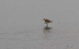 Слика од Charadrius javanicus Chasen 1938