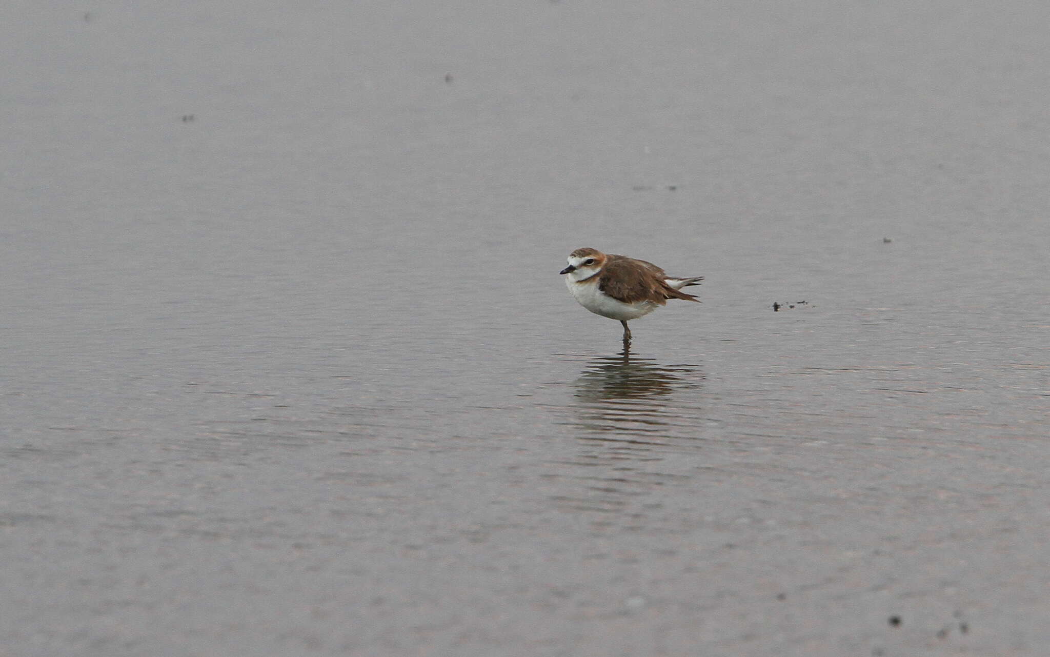 Слика од Charadrius javanicus Chasen 1938