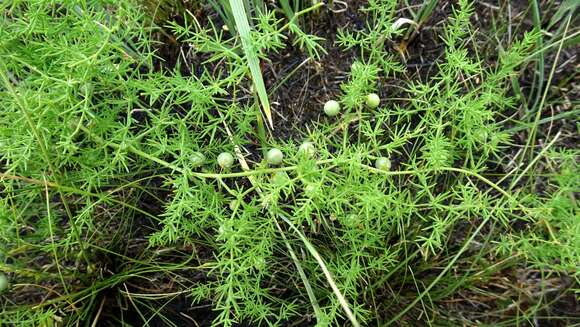 Image of Asparagus pallasii Miscz.