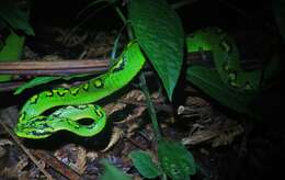 Image of Yellow-blotched Palm Pit Viper