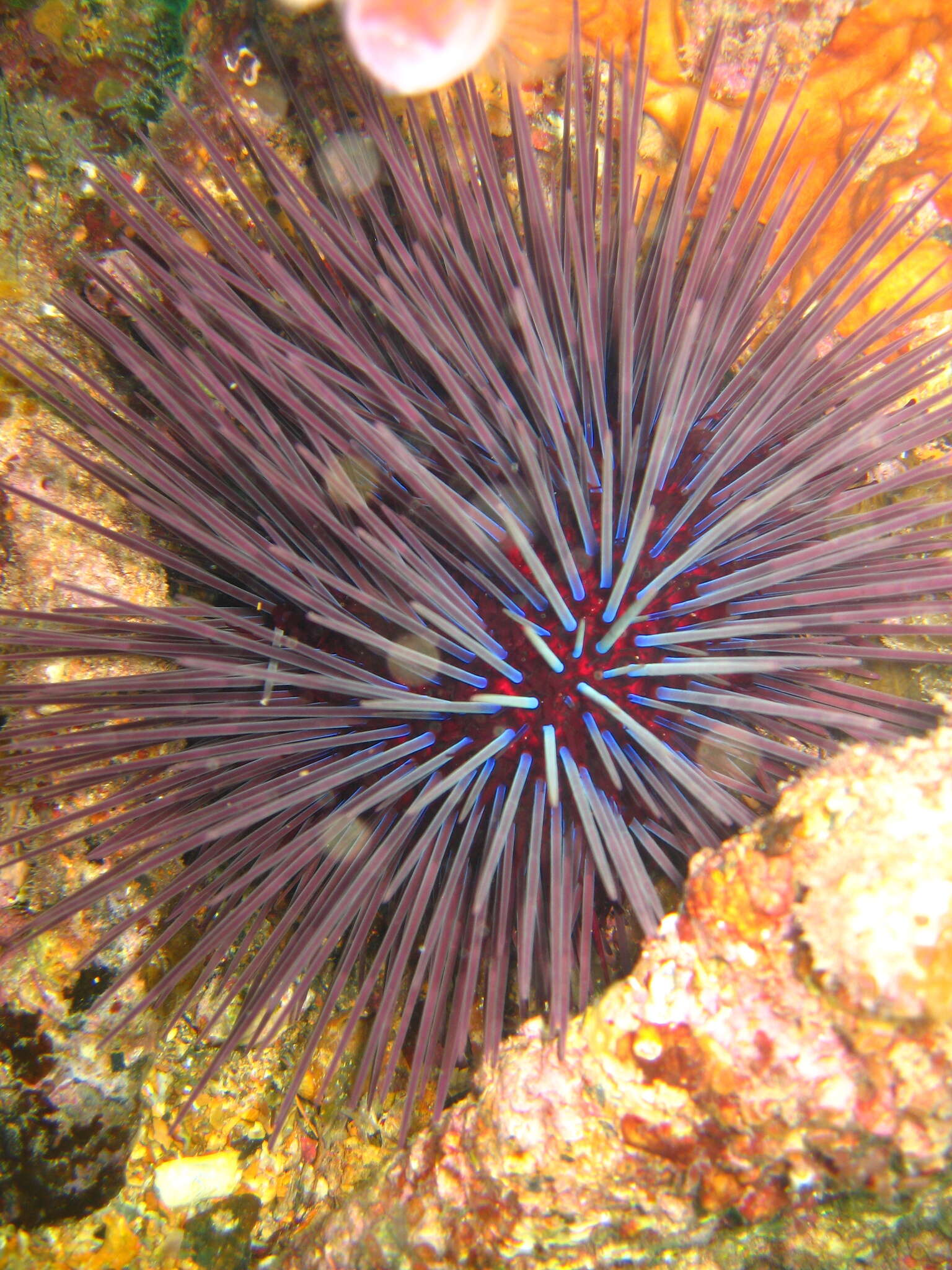 Image of Centrostephanus tenuispinus H. L. Clark 1914