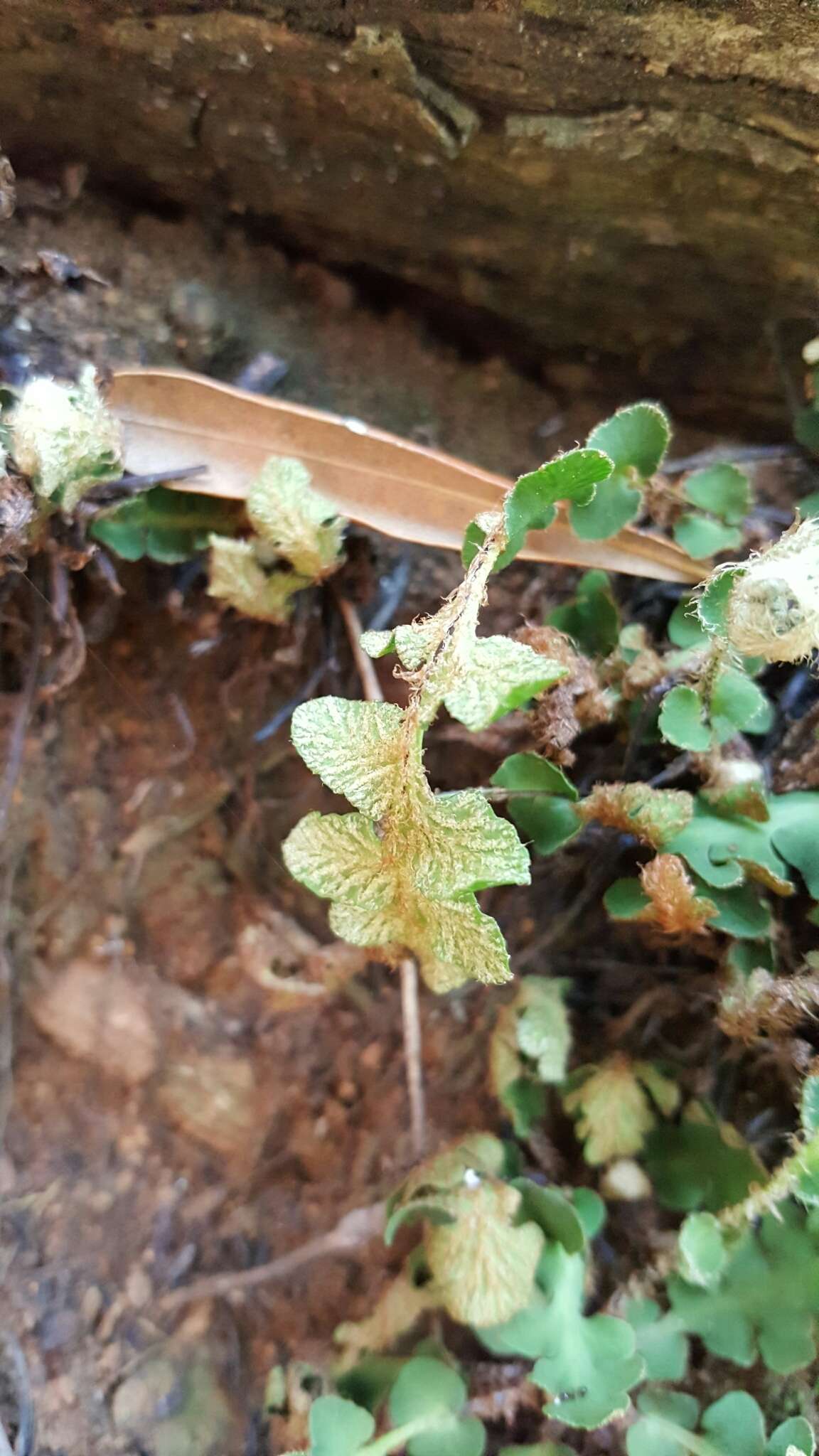 Image of Asplenium cordatum (Thunb.) Sw.