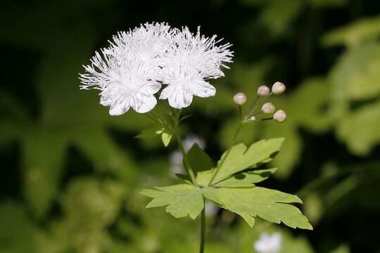 Image of Willamette false rue anemone