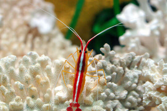 Image of Scarlet cleaner shrimp