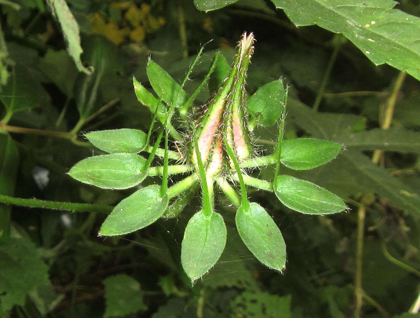 Image of Prickly hibiscus creeper