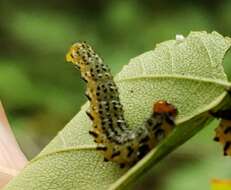 Image of Birch Sawfly