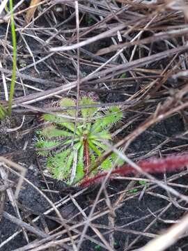 Image of Drosera hirtella St. Hil.