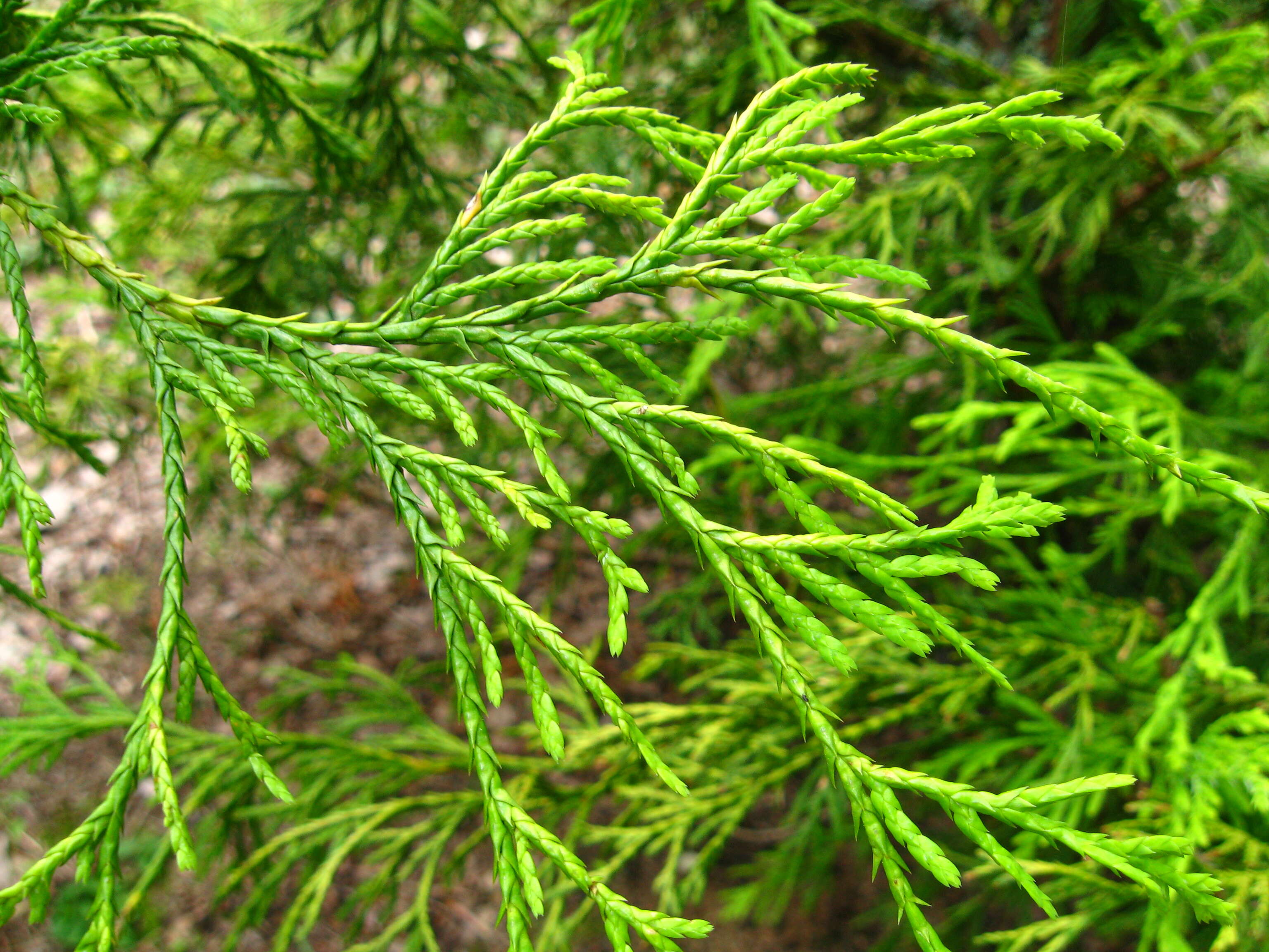 Image of Sawara Cypress