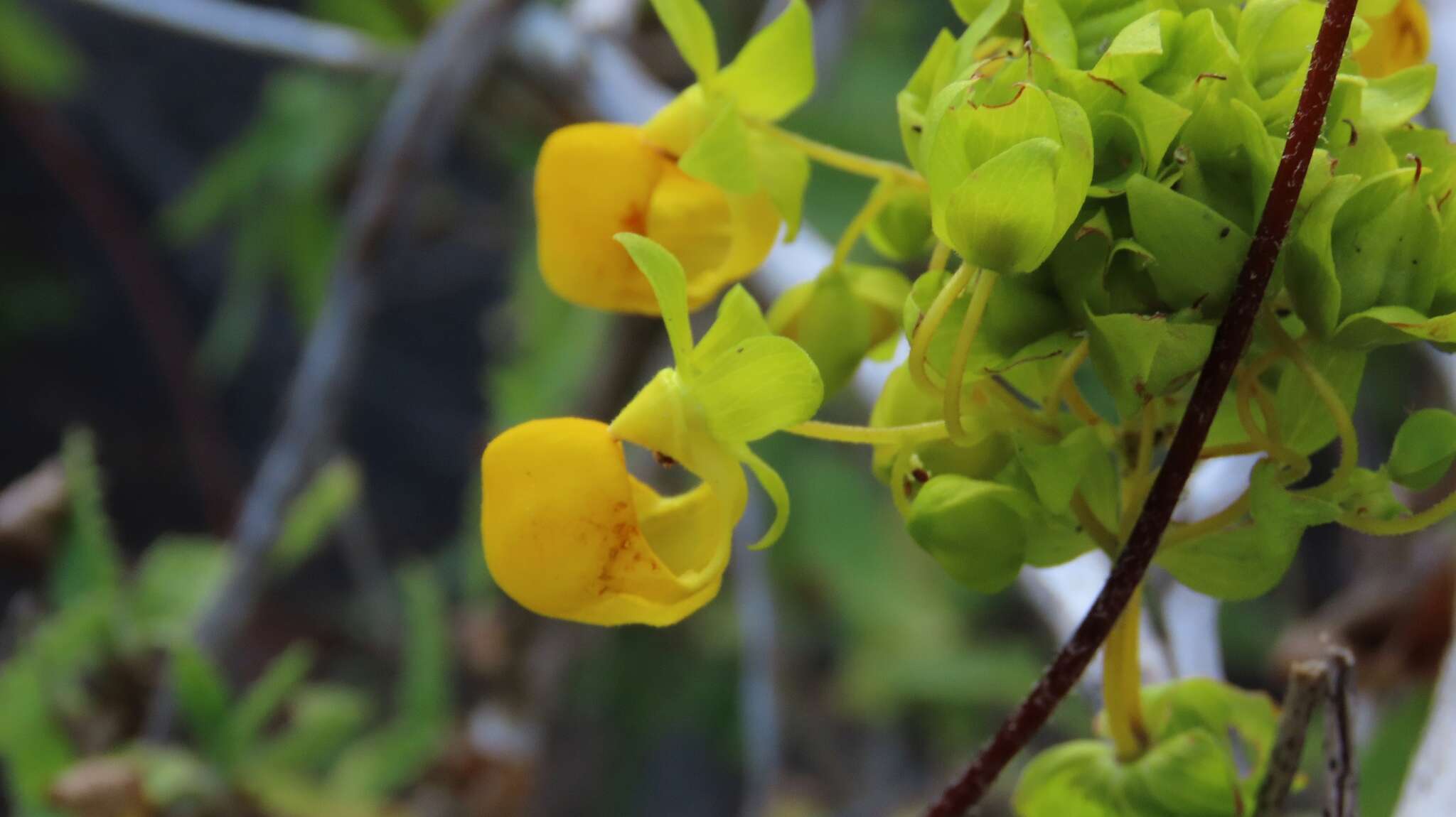 Image of Calceolaria collina Phil.