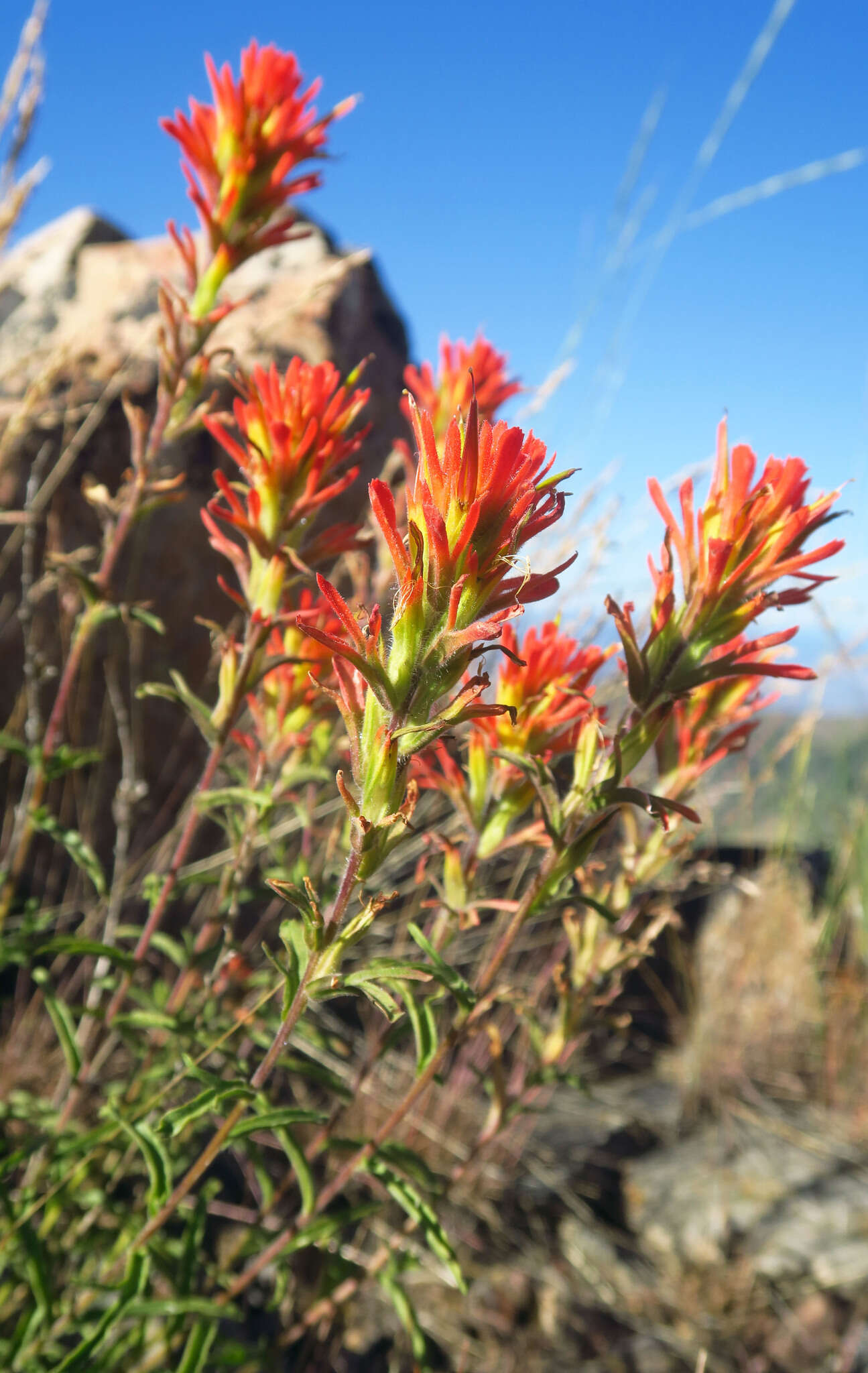 Image of Peck's Indian paintbrush