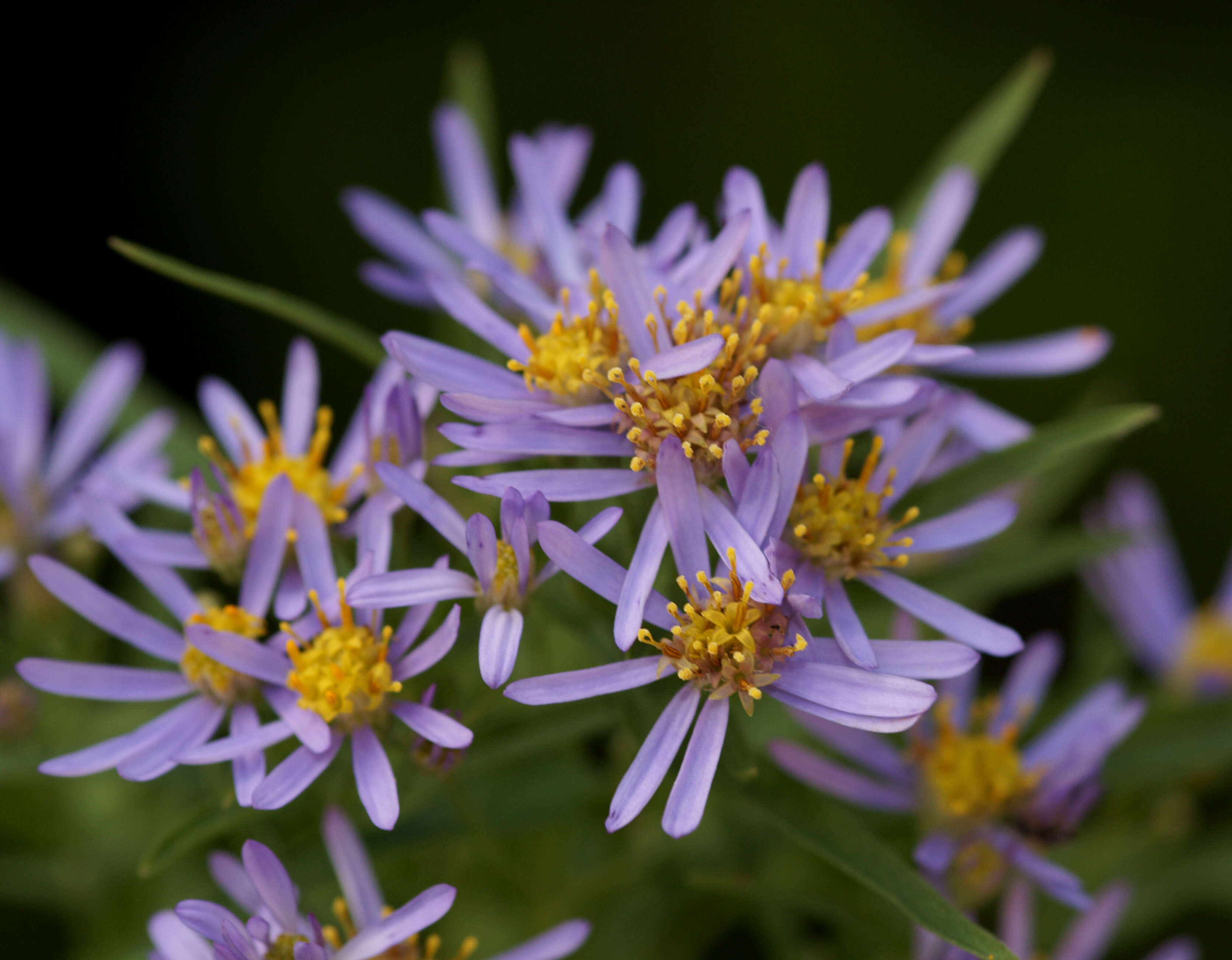 Image of sea aster