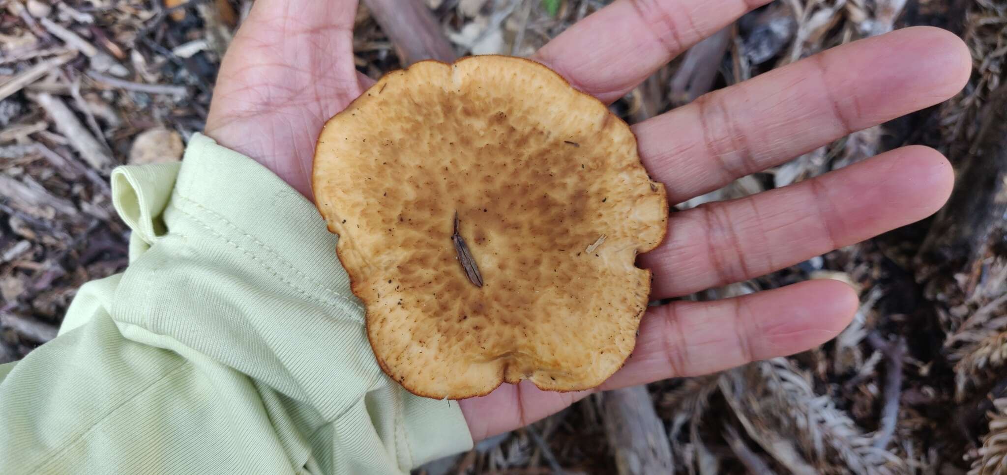 Image de Polypore enfumé