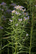 Image of sea aster