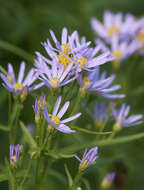 Image of sea aster