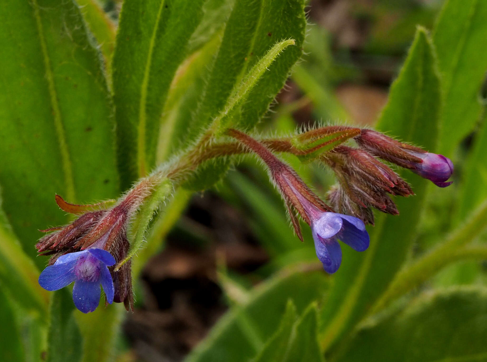 Image of Italian bugloss