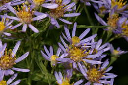 Image of sea aster