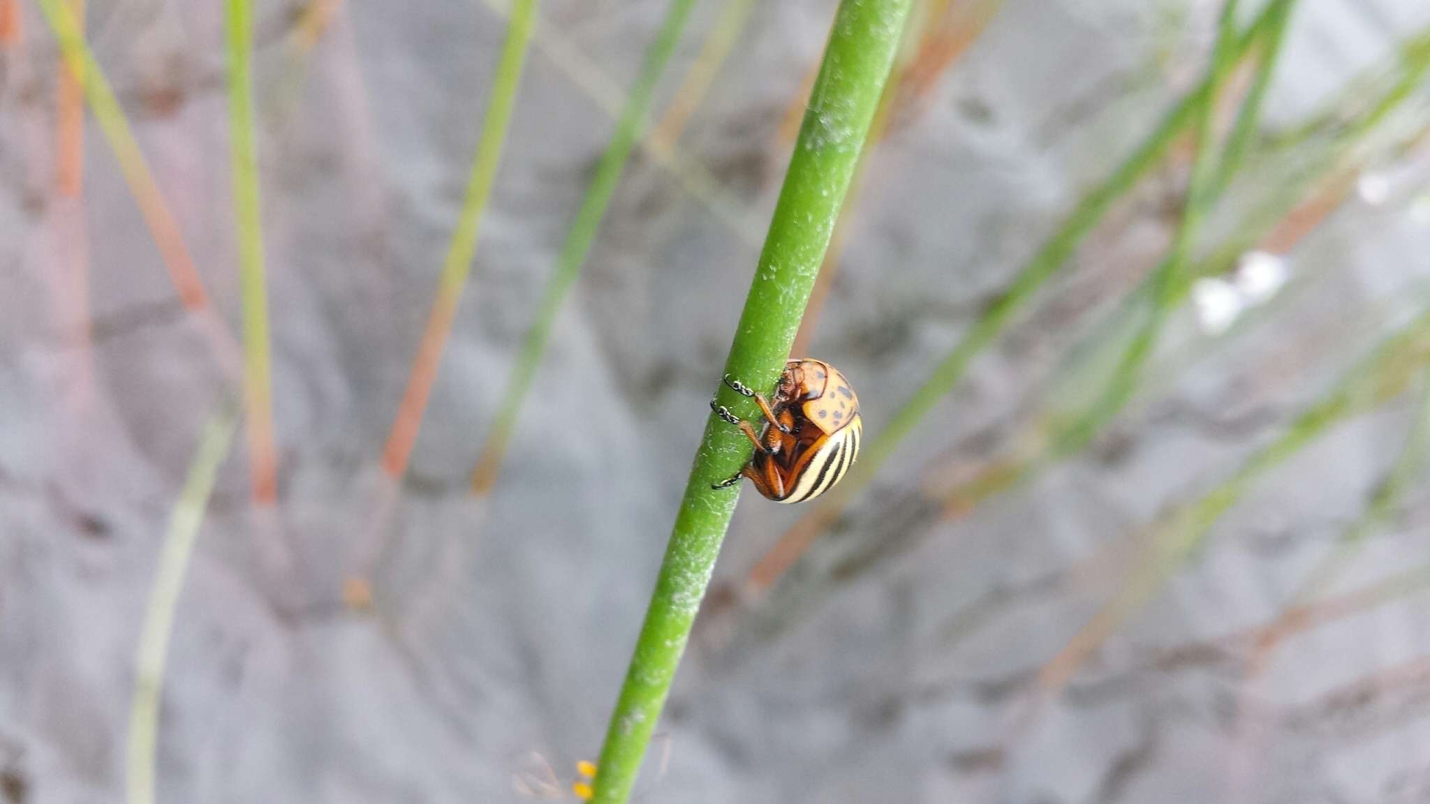 Image of Colorado potato beetle