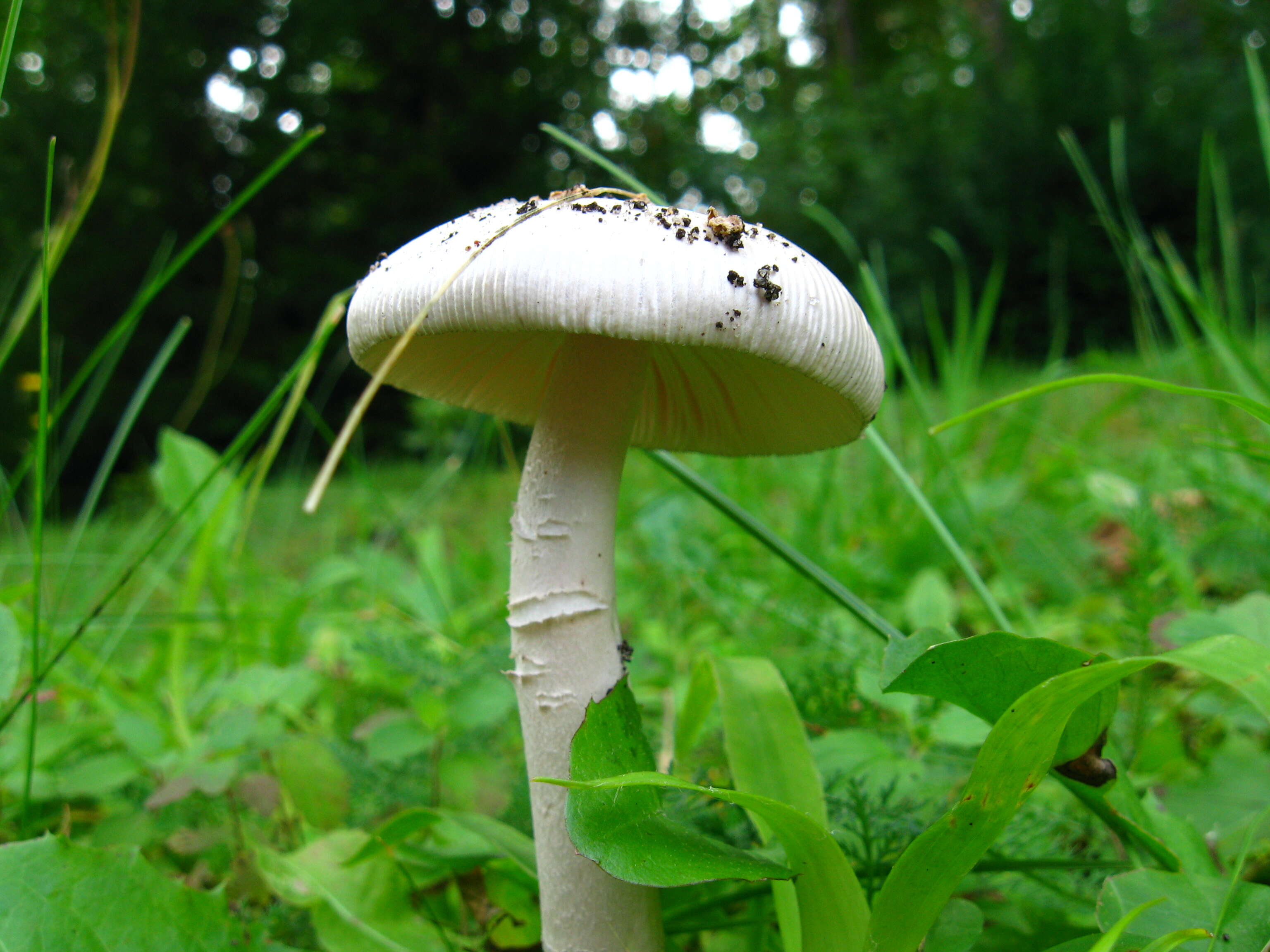 Image of Amanita vaginata (Bull.) Lam. 1783