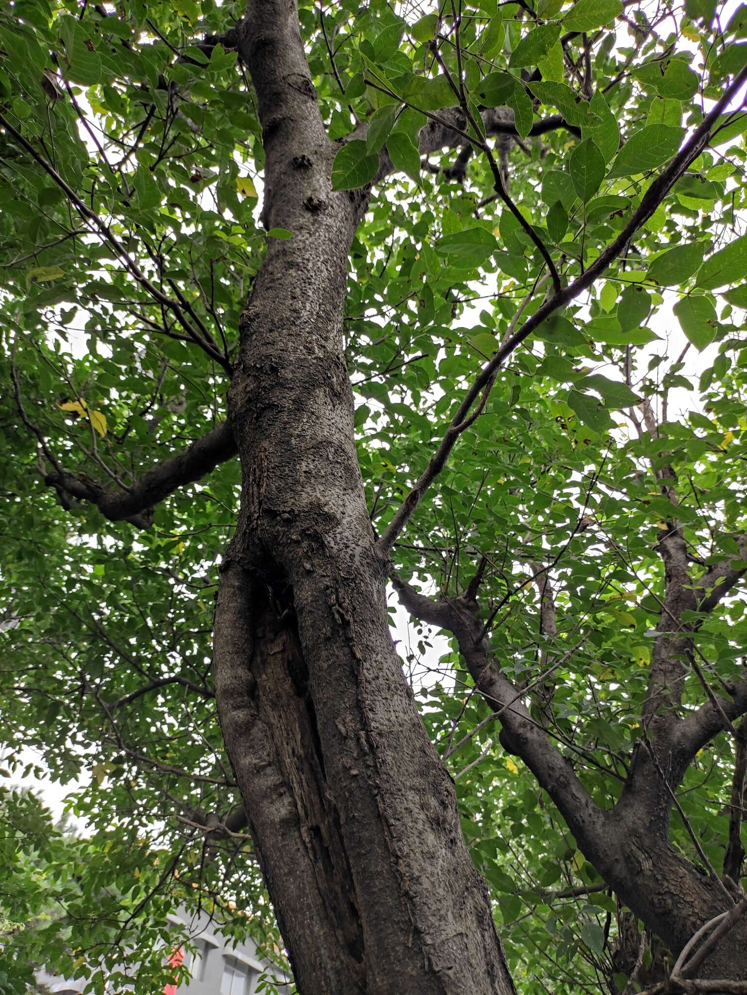 Image of bee-bee tree