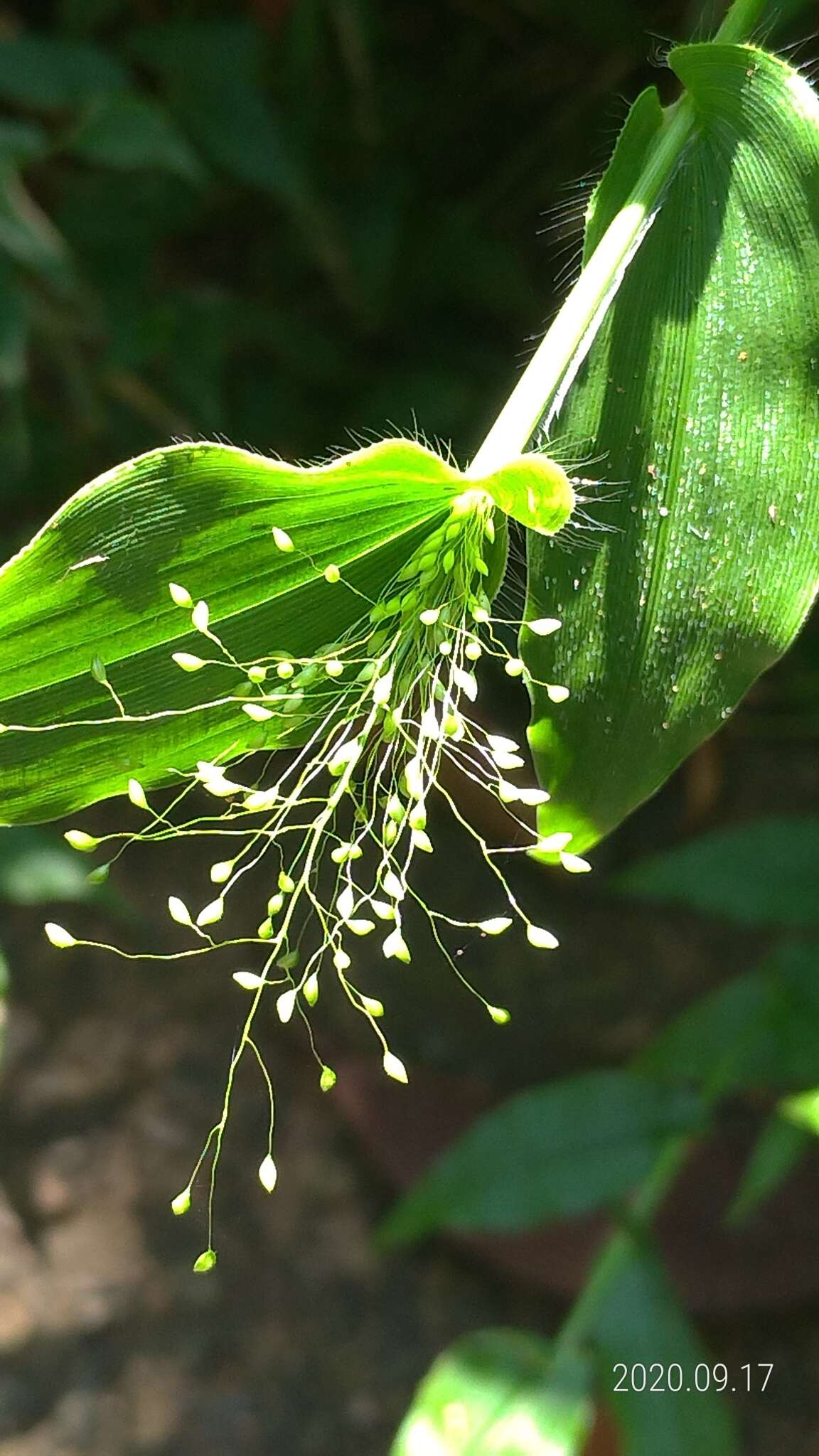 Image of Panicum brevifolium L.