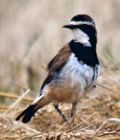 Image of Capped Wheatear