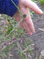 Image of Bent-Awn Flat Sedge