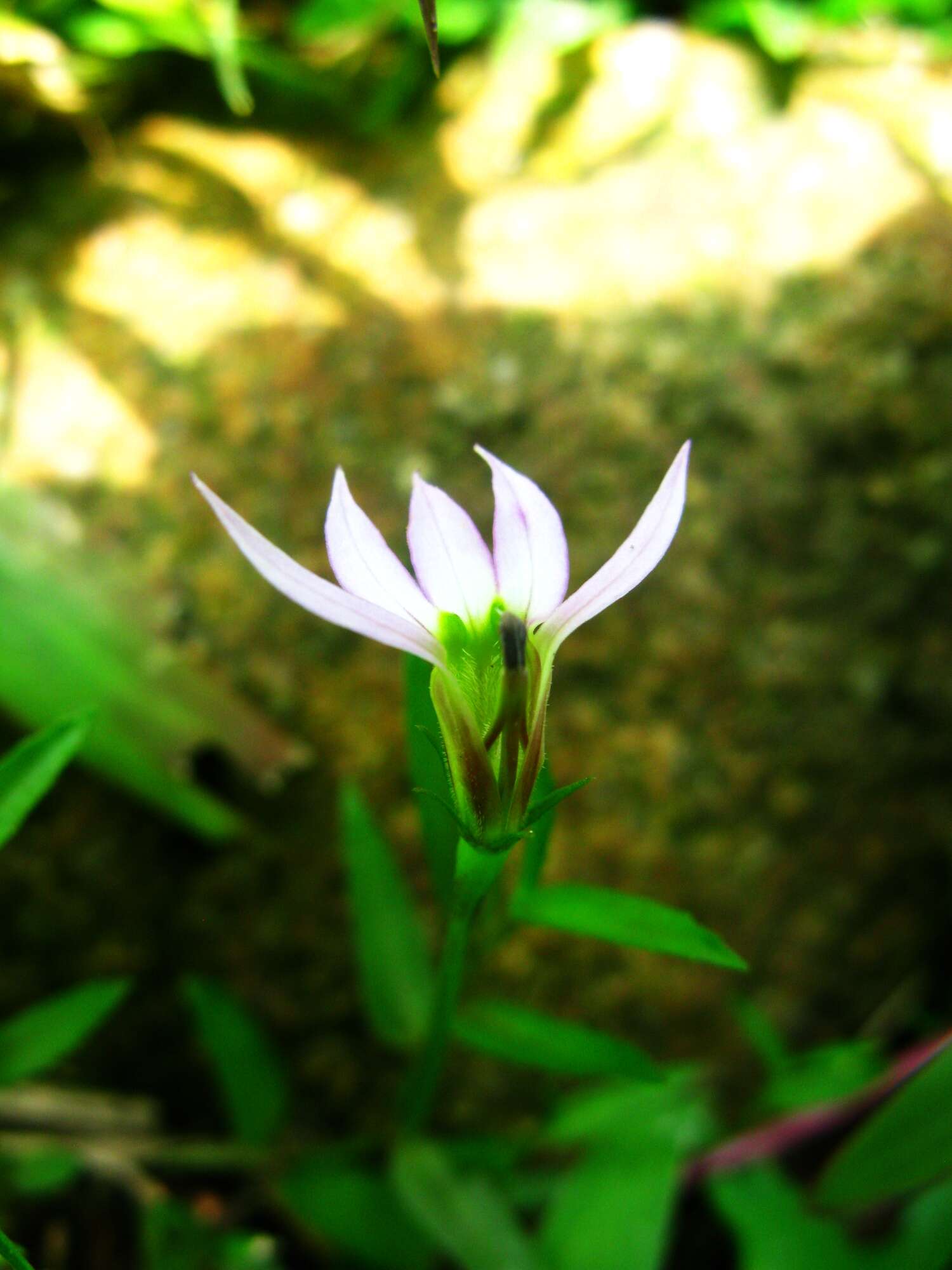 Imagem de Lobelia chinensis Lour.