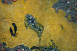 Image of Hymedesmia (Hymedesmia) stellifera Goodwin & Picton 2009