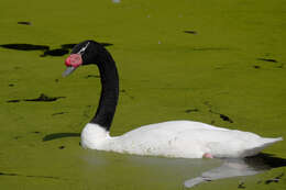 Imagem de Cisne-de-pescoço-preto