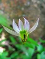 Image of Chinese lobelia